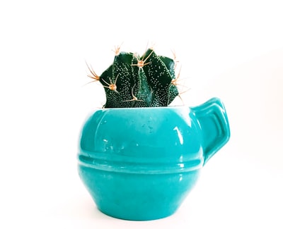 绿色的多汁在蓝色的陶瓷锅
